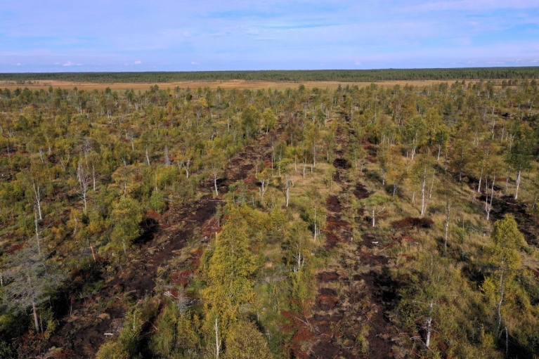 Ennallistettua Värkkisuota syyskuussa 2025.