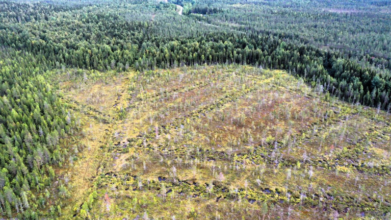 ennallistettuja ojalinjoja