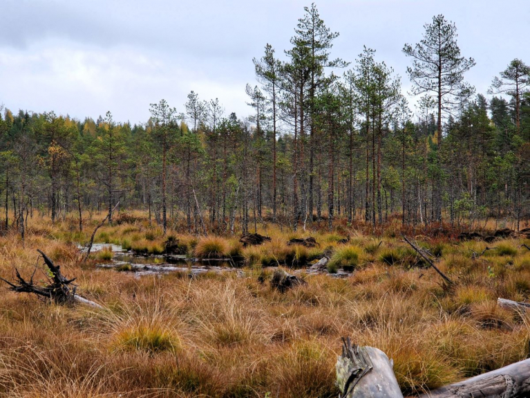 ennallistettua ojalinjaa