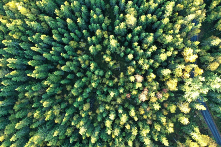 dronekuva metsästä