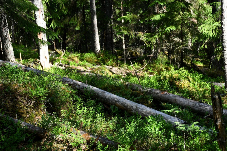 lahopuuta inventointikohteessa