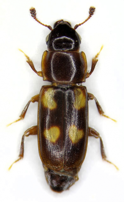 Glansbaggen Glischrochilus tremulae male