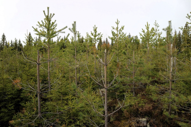 Hirvivahinkoja mäntytaimikossa.