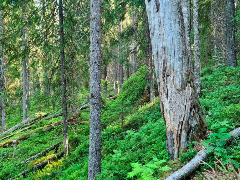 luontokohde jyrkänteen alusmetsä