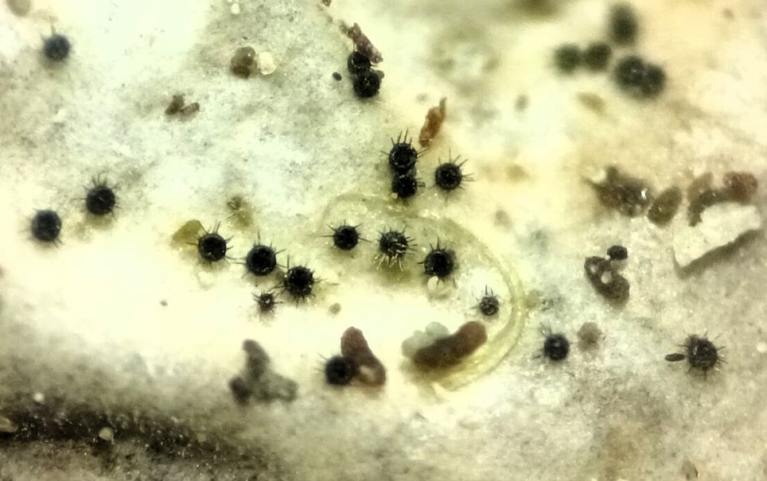 raidankeuhkojäkälän pinnalla elävä sieni Niesslia lobariae