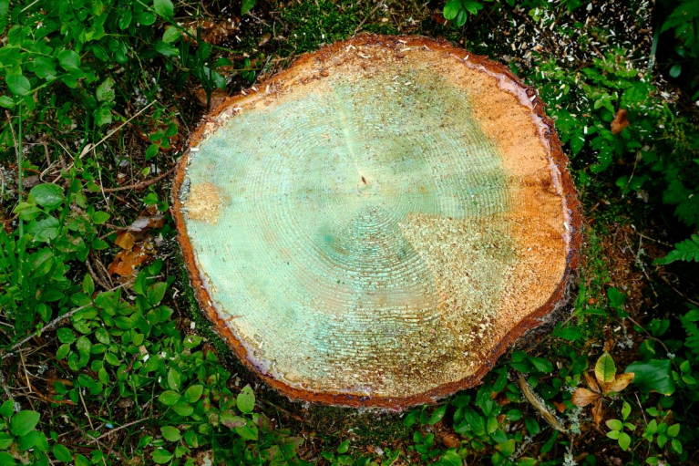 Juurikäävän torjunta-aine