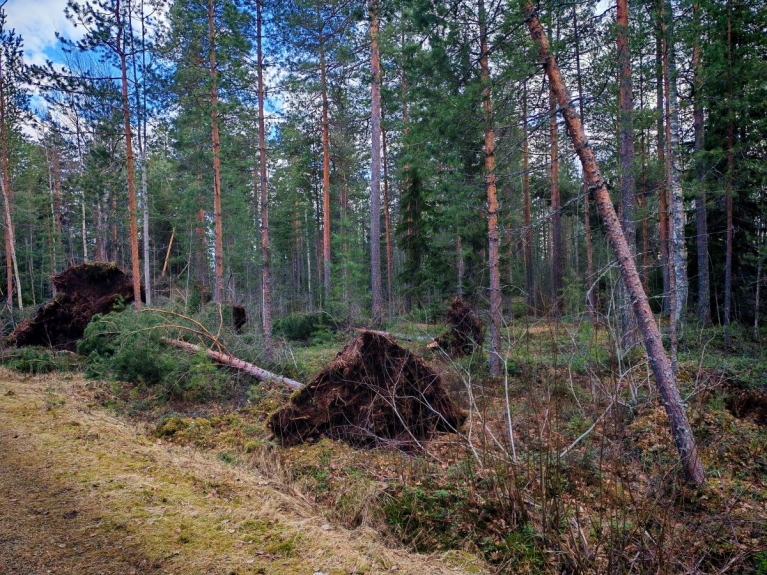 Hannes-myrskyn kaatamia puita