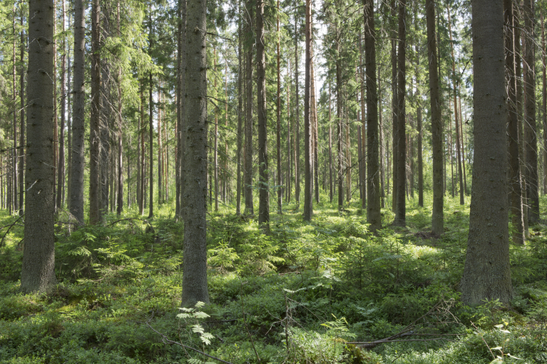 ravinteikasta suometsää