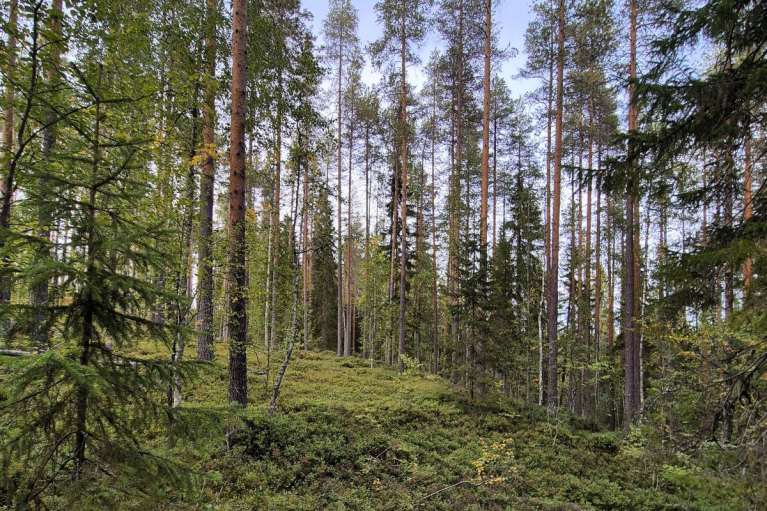 kohdeleimikko