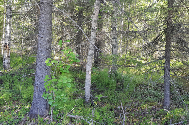 talousmetsä