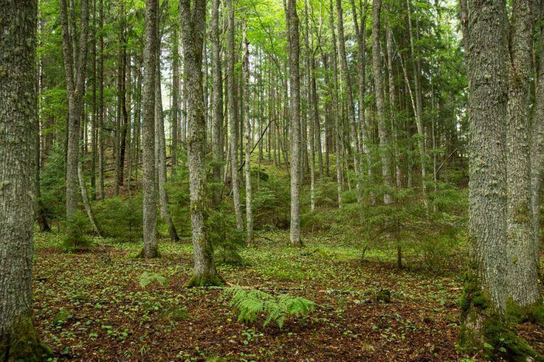 metsä