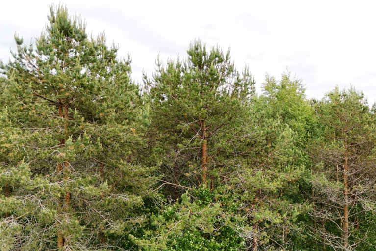 mäntymetsä