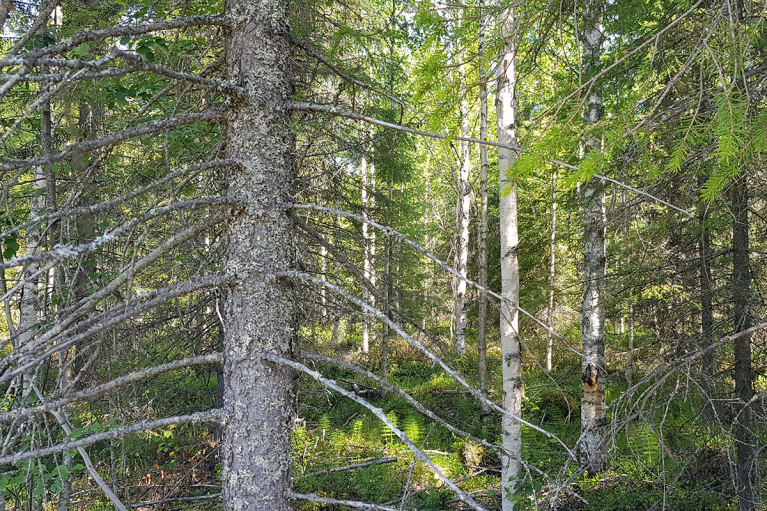 talousmetsä