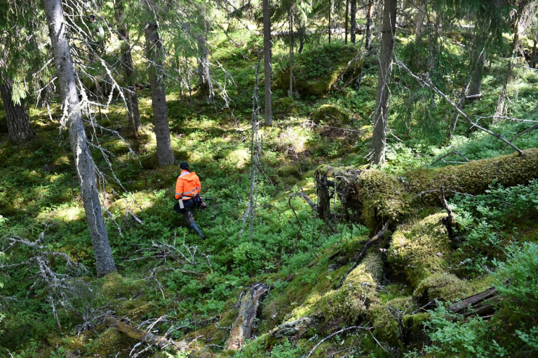 Inventoija metsässä