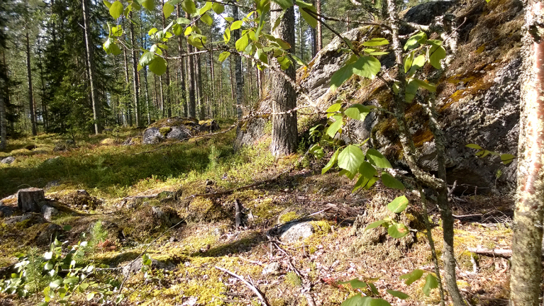 metsä