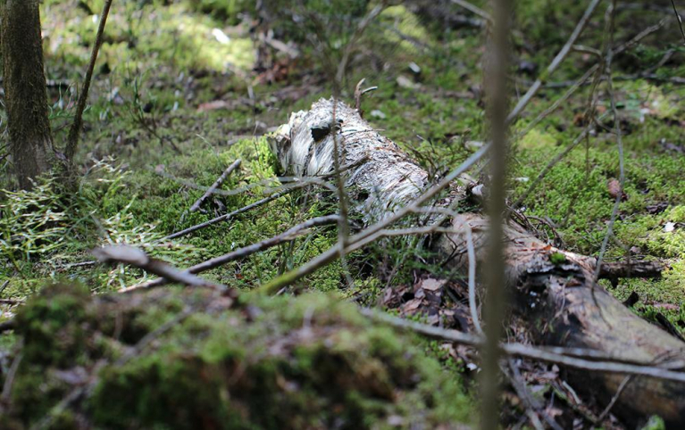 Lahopuuta metsässä