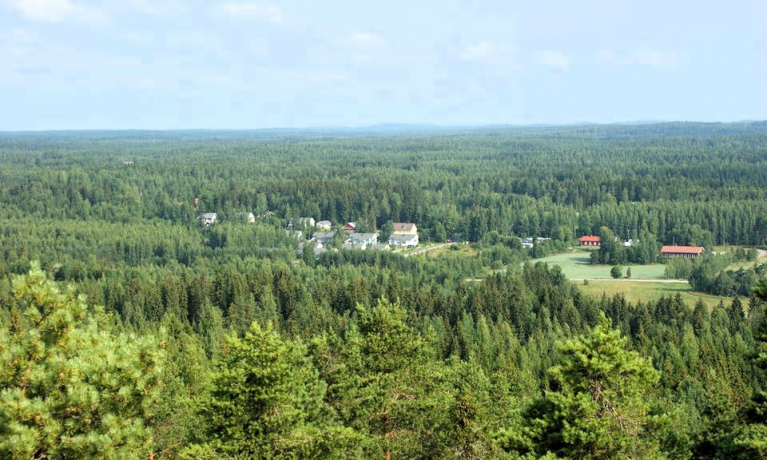 kuvituskuva metsäisestä maisemasta