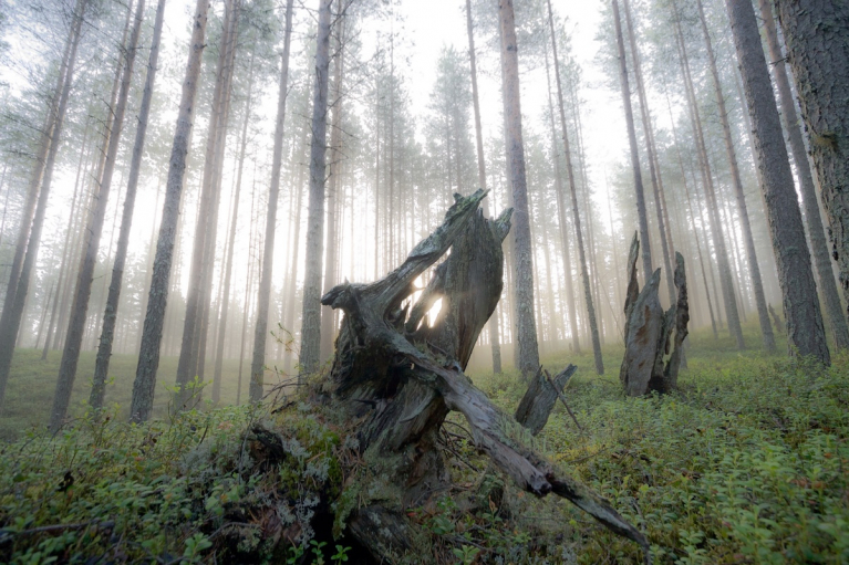 Monimuotoinen metsä