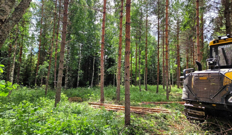 hakkuukone harvennustyössä.