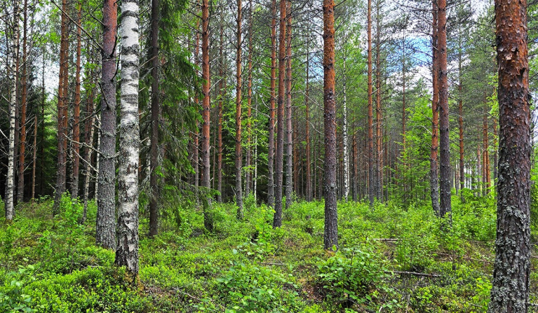 harvennettavaa männikköä