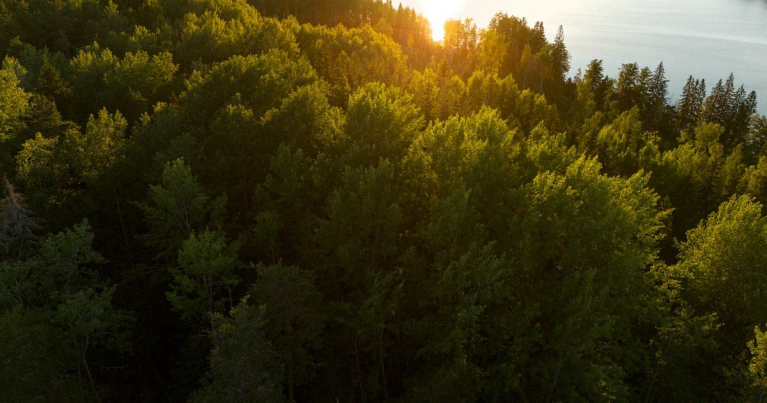 metsä kuvituskuva