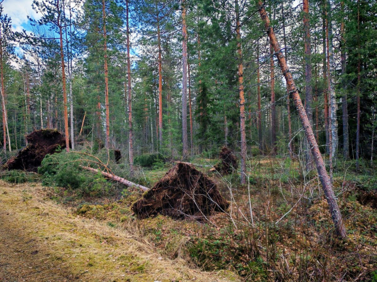 Hannes-myrskyssä kaatuneita puita