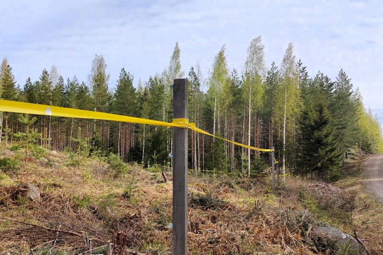 Hirvinauhaa taimikon suojana hirvieläinten aiheuttamien vahinkojen ehkäisemiseksi.