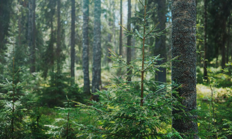 Nuori kuusentaimi varttuneen metsän keskellä.
