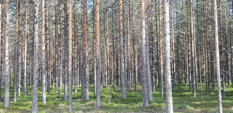 Ylitiheää nuorta metsää.