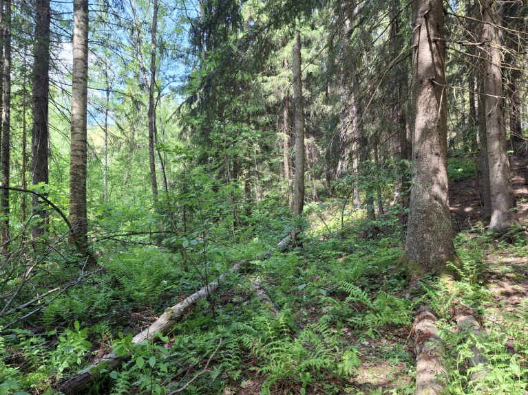 Rehevä ja monilajinen kostea notkolehto, jossa kasvaa kuusia, lehtipuita, saniaisia ja muuta runsasta aluskasvillisuutta.