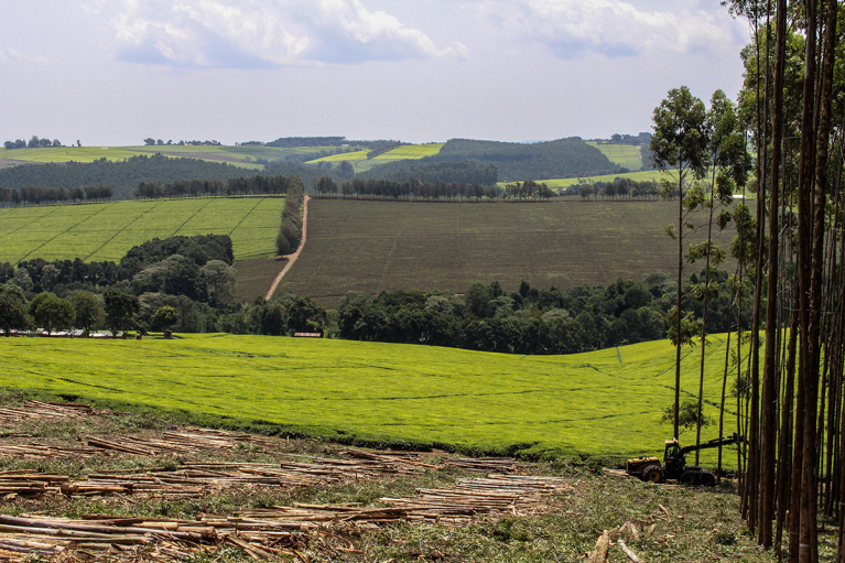 Eco Log harvester working at the edge of a eucalyptus stand on a hillside overlooking tea plantations in Kericho, Kenya.