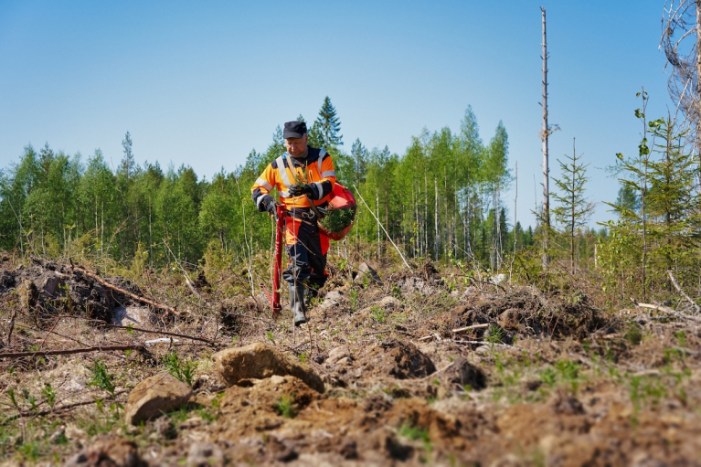 Metsätyöntekijä istuttaa puuntaimia uudistusalalle valtion monikäyttömetsässä.