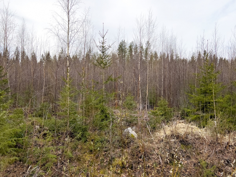 Hoitamaton taimikko, jossa nuori puusto on kasvanut tiheäksi.