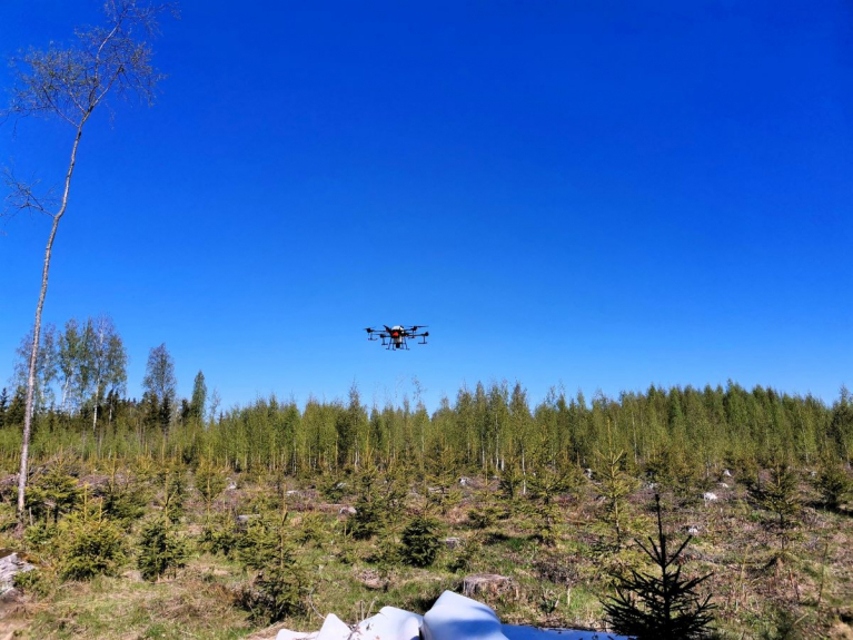 Lannoitusdrooni lentää taimikon yllä kirkkaan sinistä taivasta vasten.