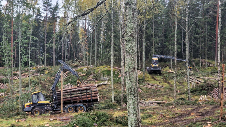 Kuormatraktori kuljettaa puutavaraa ja hakkuukone työskentelee taustalla metsässä.