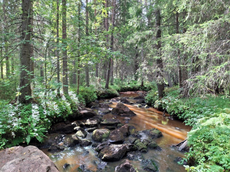 Kivikkoinen puro virtaa kuusivaltaisessa metsässä sammaleisten kivien ja rehevän rantakasvillisuuden keskellä.