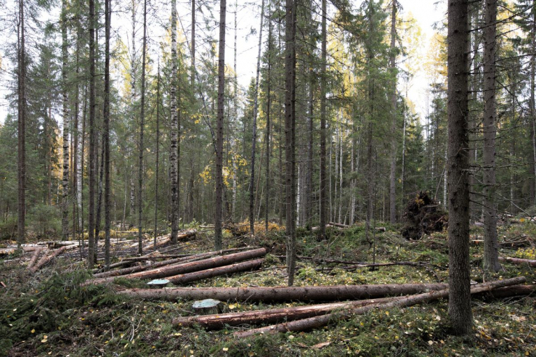 Kaadettuja ja karsittuja puunrunkoja sekä hakkuutähteitä havupuuvaltaisessa metsässä.