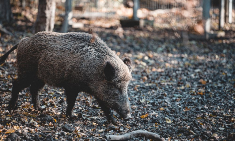 Villisika tonkii lehtien peittämää maata aitauksessa.