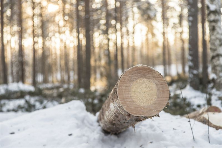 winter logging