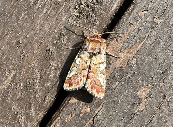 Pine beauty moth (Panolis flammea).