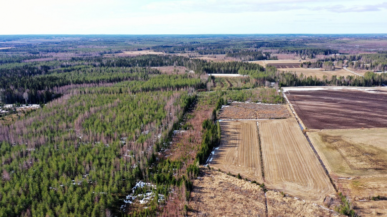 metsä, dronekuva