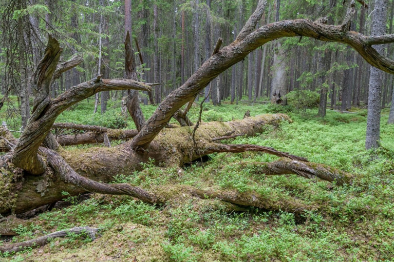 lahoava puu metsässä